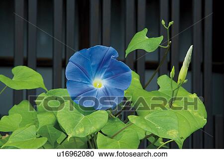 Stock Image - Morning Glory. Fotosearch
