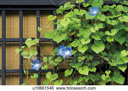 Morning glory View Large Photo Image Stock Photograph - Morning glory. Fotosearch