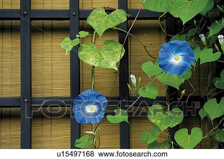 Stock Photo - Morning glory, Takayama city, Gifu prefecture, Japan. Fotosearch