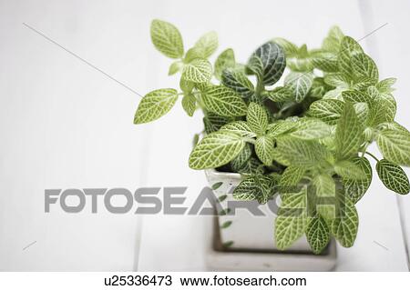 Mosaic plant (Fittonia verschaffeltii) View Large Photo Image Stock Image - Mosaic plant (Fittonia verschaffeltii). Fotosearch