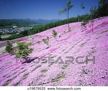 Stock Image - Moss phlox, Takinoue town, Hokkaido prefecture, Japan. Fotosearch