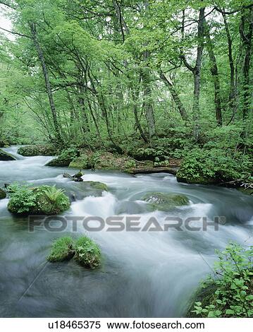 Stock Photography - Mountain Stream in Green Forest. Fotosearch
