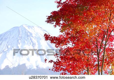 Stock Image - Mt. Fuji and Japanese maple tree in autumn, Yamanashi Prefecture, Honshu, Japan. Fotosearch