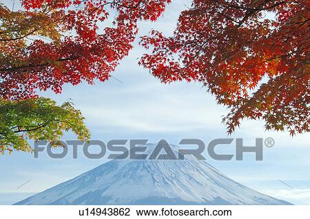 Stock Image - Mt. Fuji and leaves in red, Fujikawaguchiko town, Yamanashi prefecture, Japan. Fotosearch