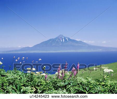 Stock Image - Mt. Rishiri and flowers in field, Hokkaido prefecture, Japan. Fotosearch