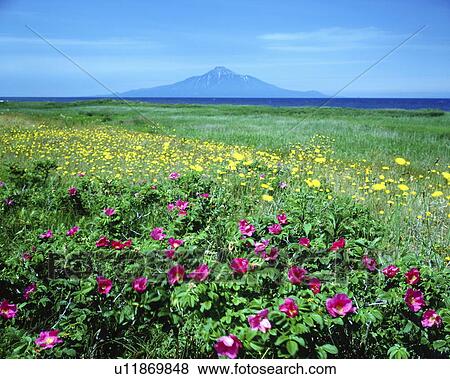 Mt. Rishiri from field of flowers, Hokkaido prefecture, Japan View Large Photo Image Stock Photo - Mt. Rishiri from field of flowers, Hokkaido prefecture, Japan. Fotosearch