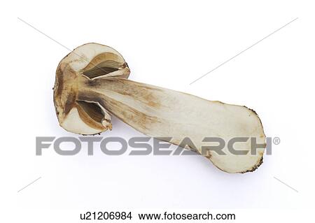 Picture - Mushroom sliced in half, white background. Fotosearch