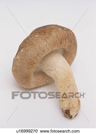 Stock Image - Mushroom, white background. Fotosearch