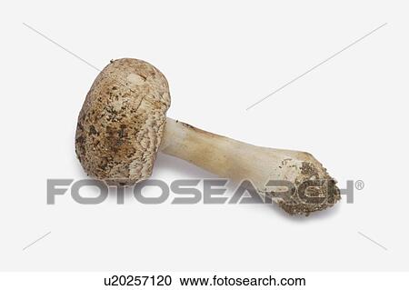 Stock Image - Mushroom, white background. Fotosearch