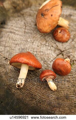 Mushrooms on tree stump View Large Photo Image Stock Image - Mushrooms on tree stump. Fotosearch