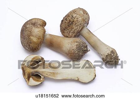 Mushrooms, white background View Large Photo Image Stock Image - Mushrooms, white background. Fotosearch