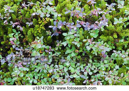 Natural blueberry bush View Large Photo Image Stock Image - Natural blueberry bush. Fotosearch