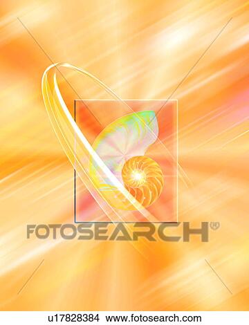 Picture - Nautilus Shell with ring around . Fotosearch