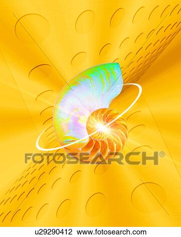 Stock Image - Nautilus Shell with ring around . Fotosearch