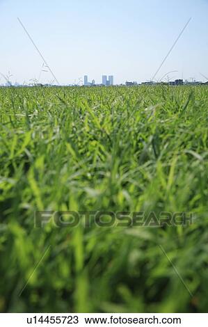 Stock Image - Office buildings from field, Tokyo prefecture, Japan. Fotosearch