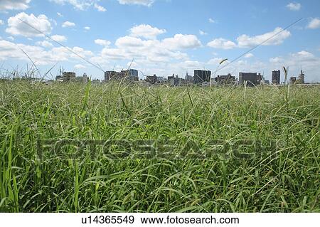 Stock Photo - Office buildings from field, Tokyo prefecture, Japan. Fotosearch