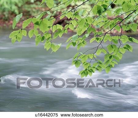 Oirase River, close up, long exposure, Towada city, Aomori prefecture, Japan View Large Photo Image Stock Photography - Oirase River, close up, long exposure, Towada city, Aomori prefecture, Japan. Fotosearch