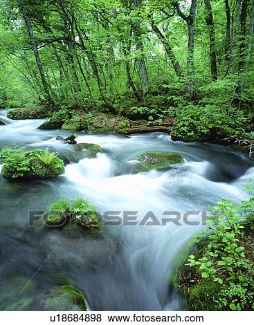 Oirase River in green, long exposure, Aomori prefecture, Japan View Large Photo Image Stock Photo - Oirase River in green, long exposure, Aomori prefecture, Japan. Fotosearch