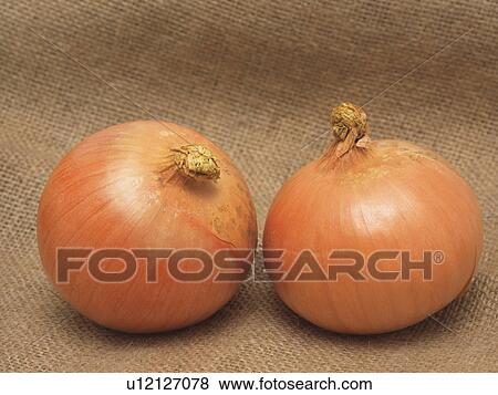 Stock Photo - Onions. Fotosearch