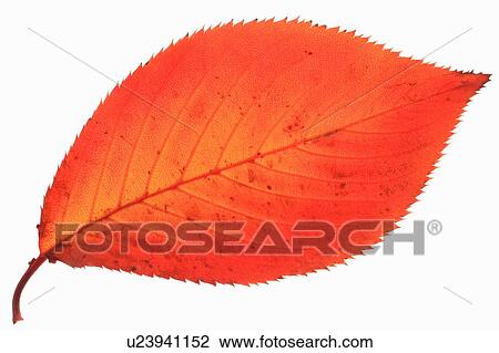 Stock Image - Orange cherry tree leaf. Fotosearch