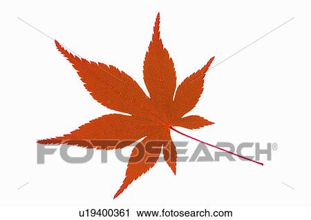 Orange maple tree leaf View Large Photo Image Stock Image - Orange maple tree leaf. Fotosearch
