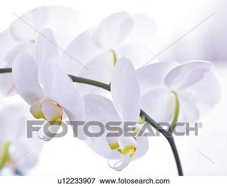 Stock Photo - Orchid. Fotosearch