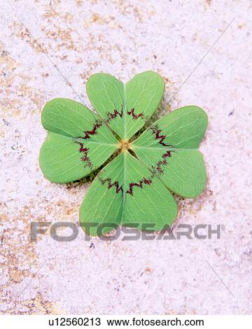 Stock Image - Oxalis. Fotosearch