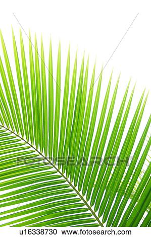 Stock Image - Palm tree leaf. Fotosearch