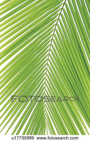 Palm tree leaf View Large Photo Image Stock Photo - Palm tree leaf. Fotosearch