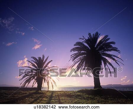 Stock Image - Palm trees, Nagasaki Prefecture, Kyushu, Japan. Fotosearch