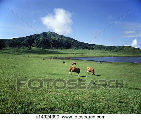 Stock Image - Pastured Cattle in Green Field. Fotosearch