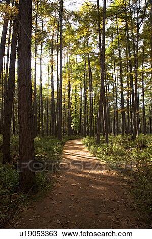 Stock Image - Path in larch forest, Nikko city, Tochigi Prefecture, Honshu, Japan. Fotosearch