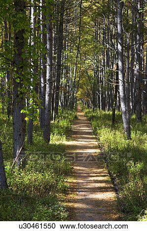 Stock Image - Path in larch forest, Nikko city, Tochigi Prefecture, Honshu, Japan. Fotosearch