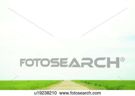 Stock Image - Path through rice paddies, Kyoutango City, Kyoto Prefecture, Honshu, Japan. Fotosearch