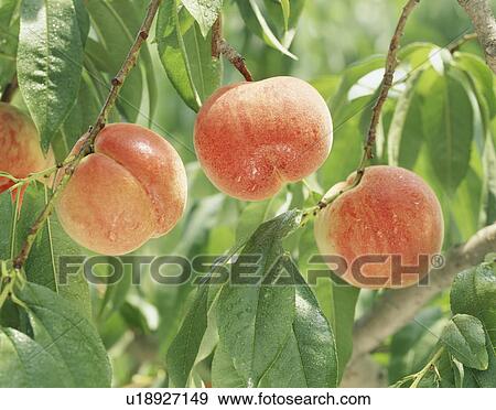 Peaches on branch, close up View Large Photo Image Stock Photo - Peaches on branch, close up. Fotosearch