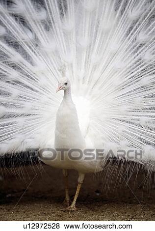 Stock Photo - Peacock showing feathers, Kagawa prefecture, Japan. Fotosearch