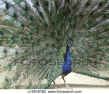 Stock Image - Peacock. Fotosearch