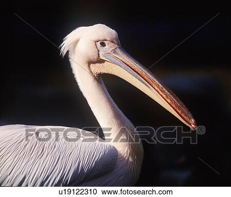 Pelican, black background View Large Photo Image Stock Image - Pelican, black background. Fotosearch