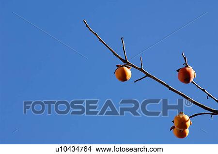 Persimmon tree View Large Photo Image Picture - Persimmon tree. Fotosearch