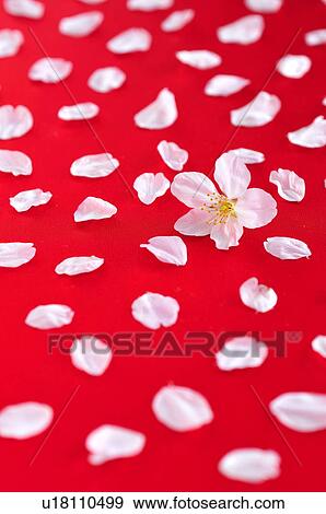 Petal of Cherry Blossom View Large Photo Image Stock Photo - Petal of Cherry Blossom. Fotosearch