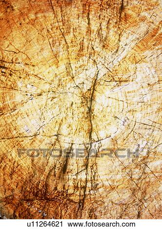Petrified Wood View Large Photo Image Stock Image - Petrified Wood. Fotosearch