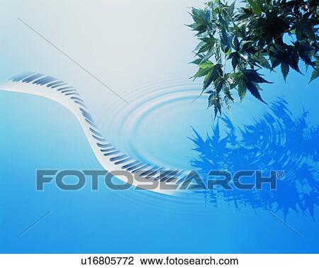 Piano keys and tree reflected in water View Large Photo Image Stock Image - Piano keys and tree reflected in water. Fotosearch