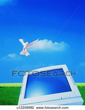 Pigeon and computer - digital composite View Large Photo Image Stock Image - Pigeon and computer - digital composite. Fotosearch