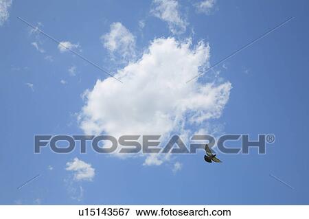 Pigeon flying in the sky View Large Photo Image Stock Photo - Pigeon flying in the sky. Fotosearch