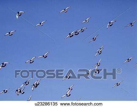Pigeons flying in sunny sky, blue background, Kushiro city, Hokkaido prefecture, Japan View Large Photo Image Stock Photography - Pigeons flying in sunny sky, blue background, Kushiro city, Hokkaido prefecture, Japan. Fotosearch