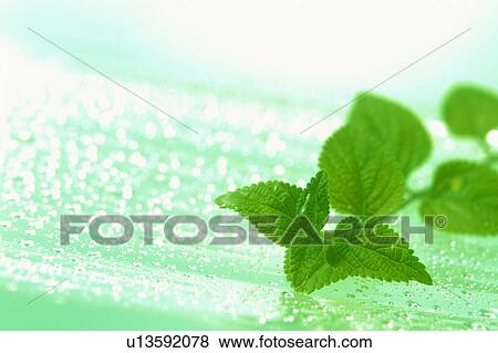 Stock Photo - Pile of leaves. Fotosearch