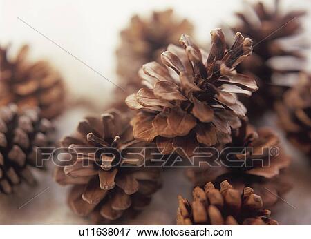 Pine cones View Large Photo Image Stock Photo - Pine cones. Fotosearch