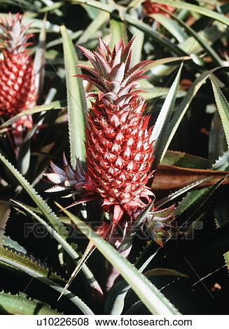 Pineapples, Oahu, Hawaii, USA View Large Photo Image Stock Photo - Pineapples, Oahu, Hawaii, USA. Fotosearch