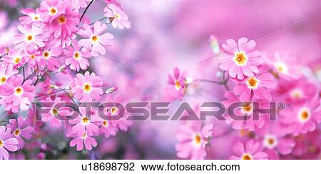 Stock Image - Pink flowers blooming. Fotosearch