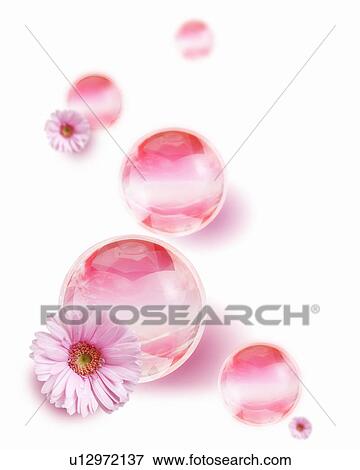 Stock Photo - Pink gerberas and spheres on a white background. Fotosearch